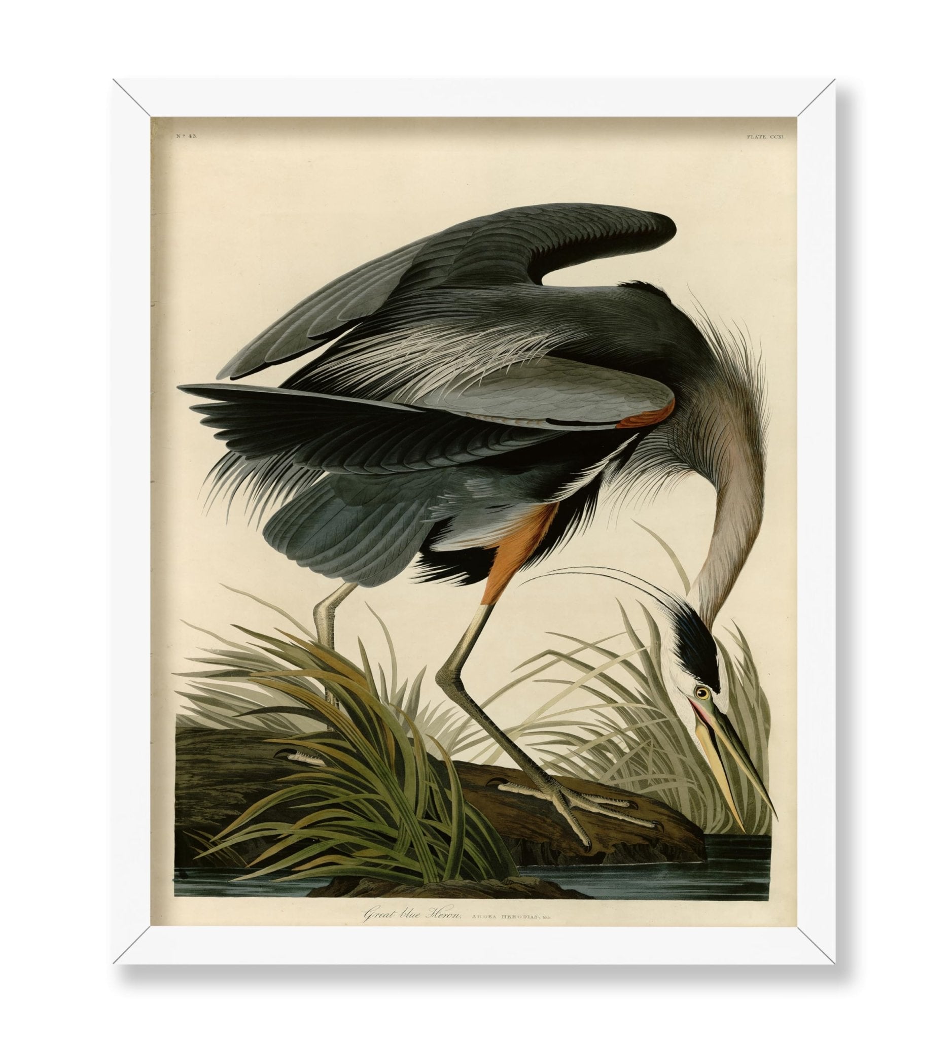John James Audubon - Great Blue Heron