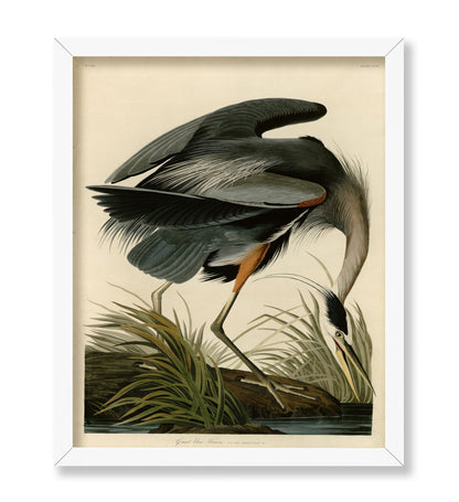 John James Audubon - Great Blue Heron