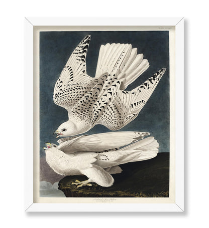 John James Audubon - Gyrfalcon