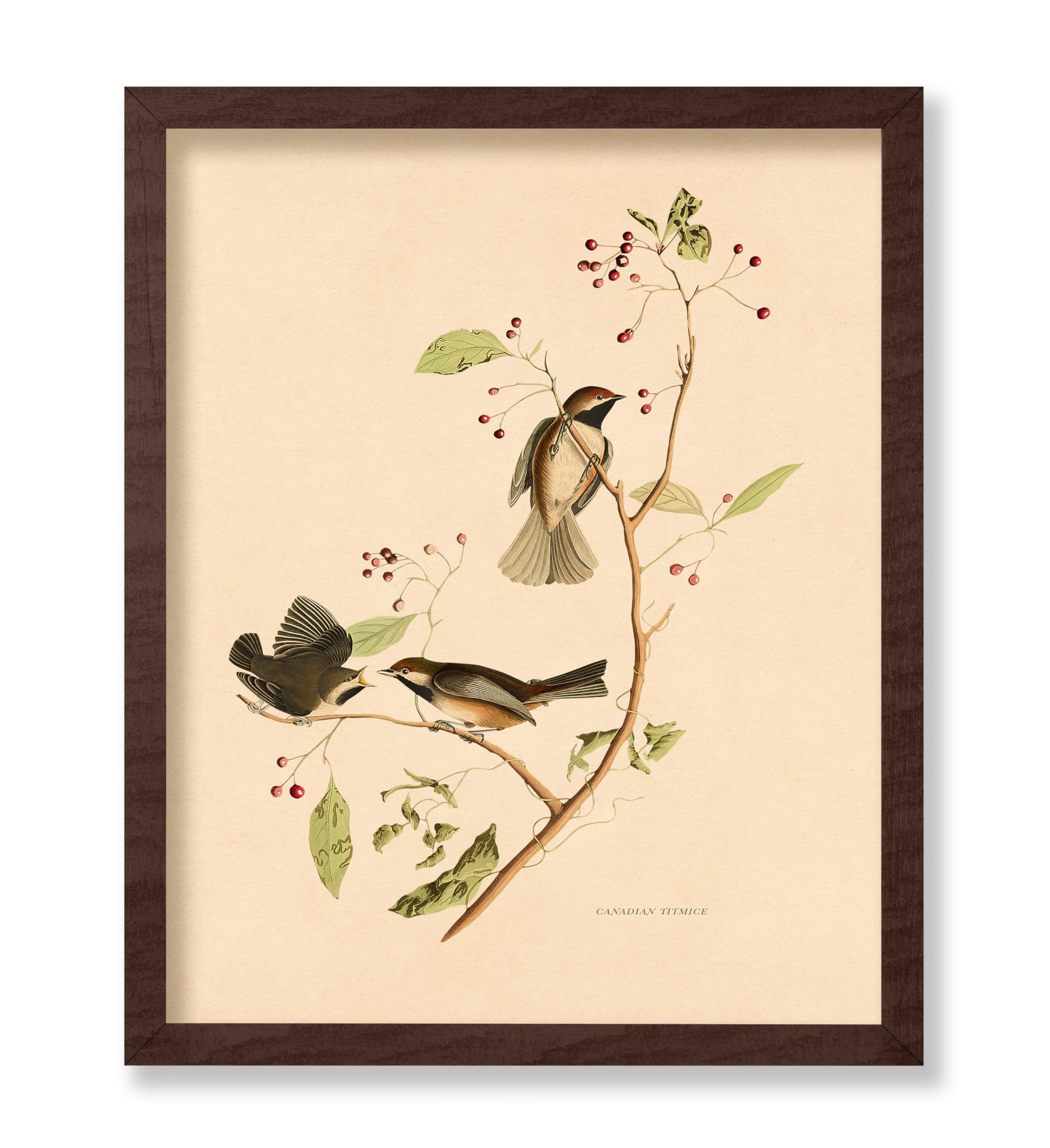 John James Audubon - Canadian Titmouse