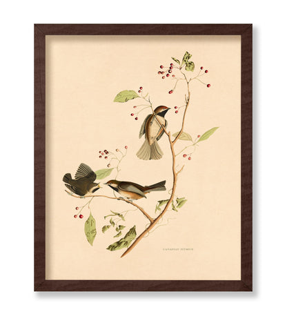 John James Audubon - Canadian Titmouse