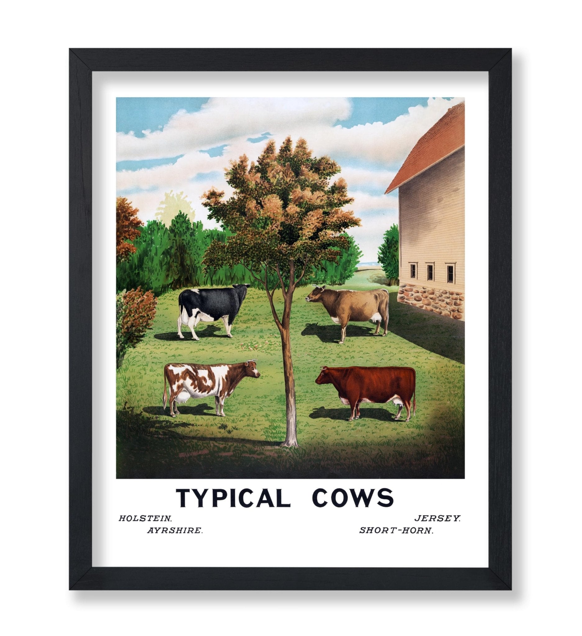 Typical Cows