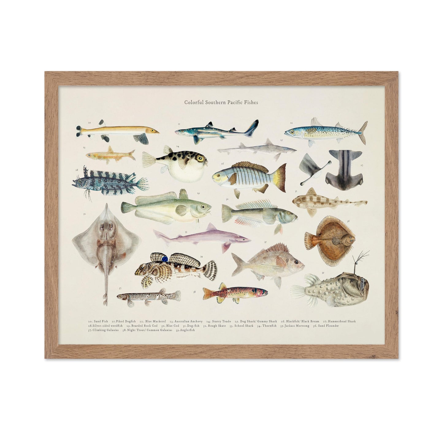 Southern Pacific Fishes No2