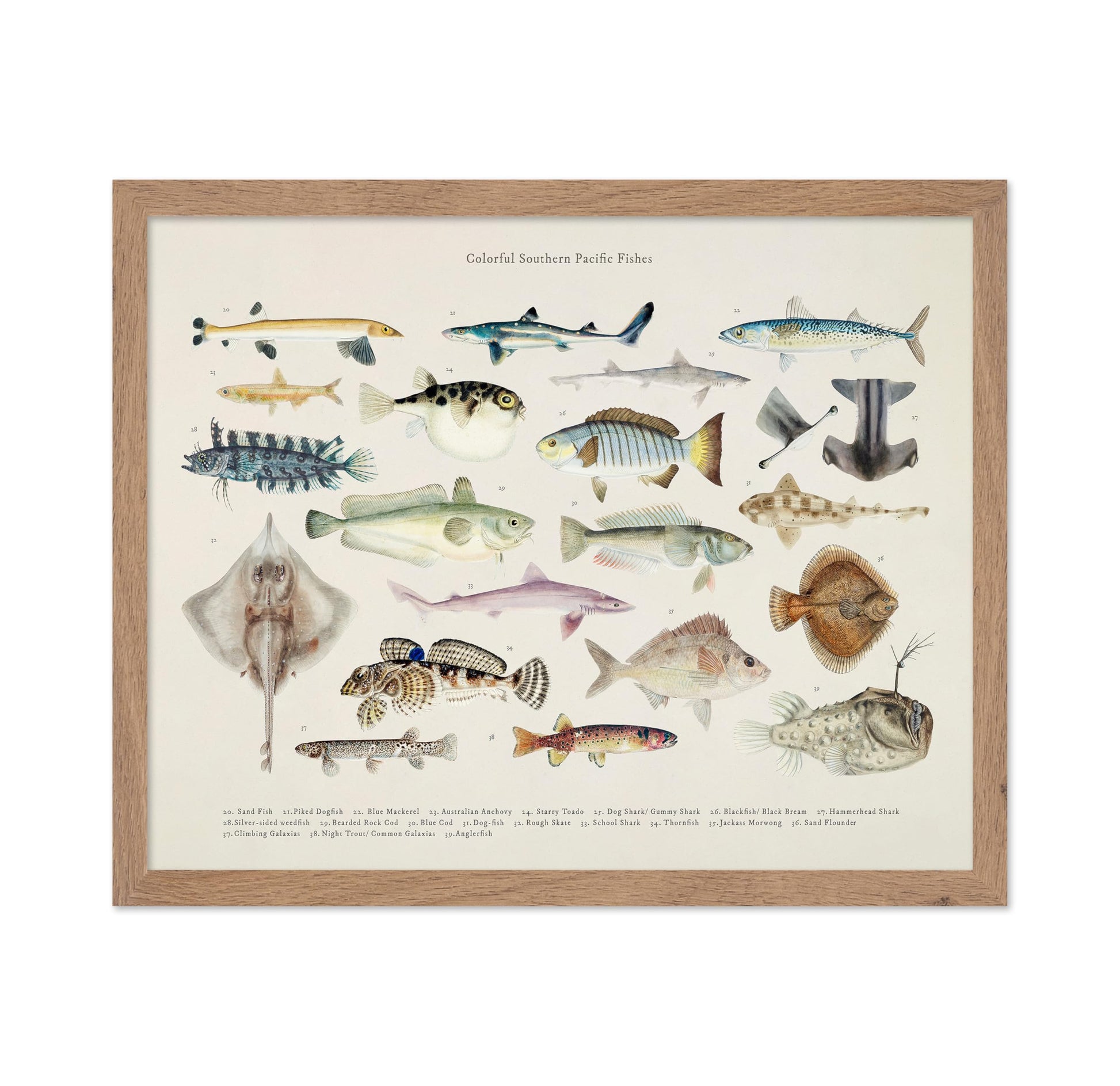 Southern Pacific Fishes No2