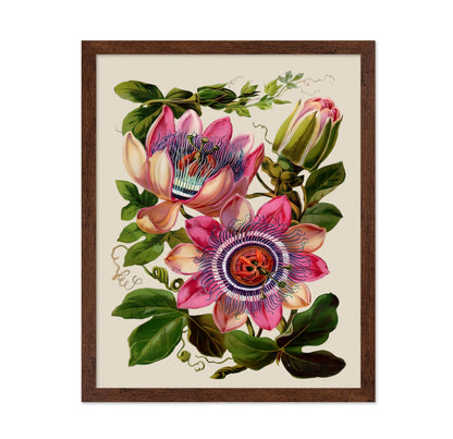 Passion Flower No2