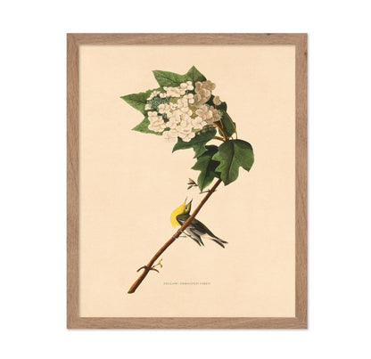 John James Audubon - Yellow-throated Vireo