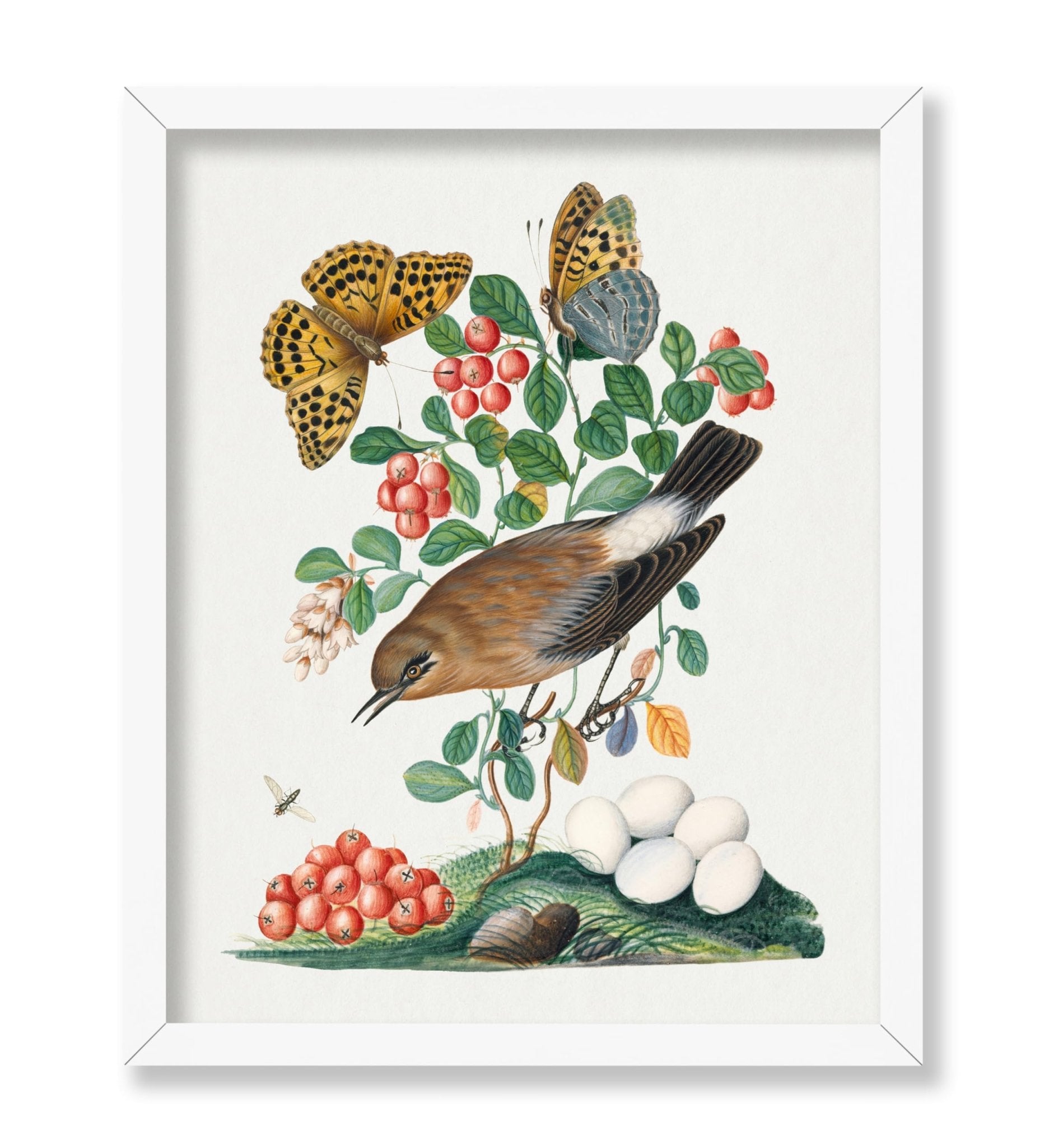 James Bolton - Northern Wheatear, Cowberry and Silver-washed Fritillary and Long-legged Fly