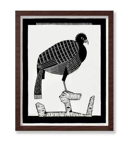 Pauwies Bird