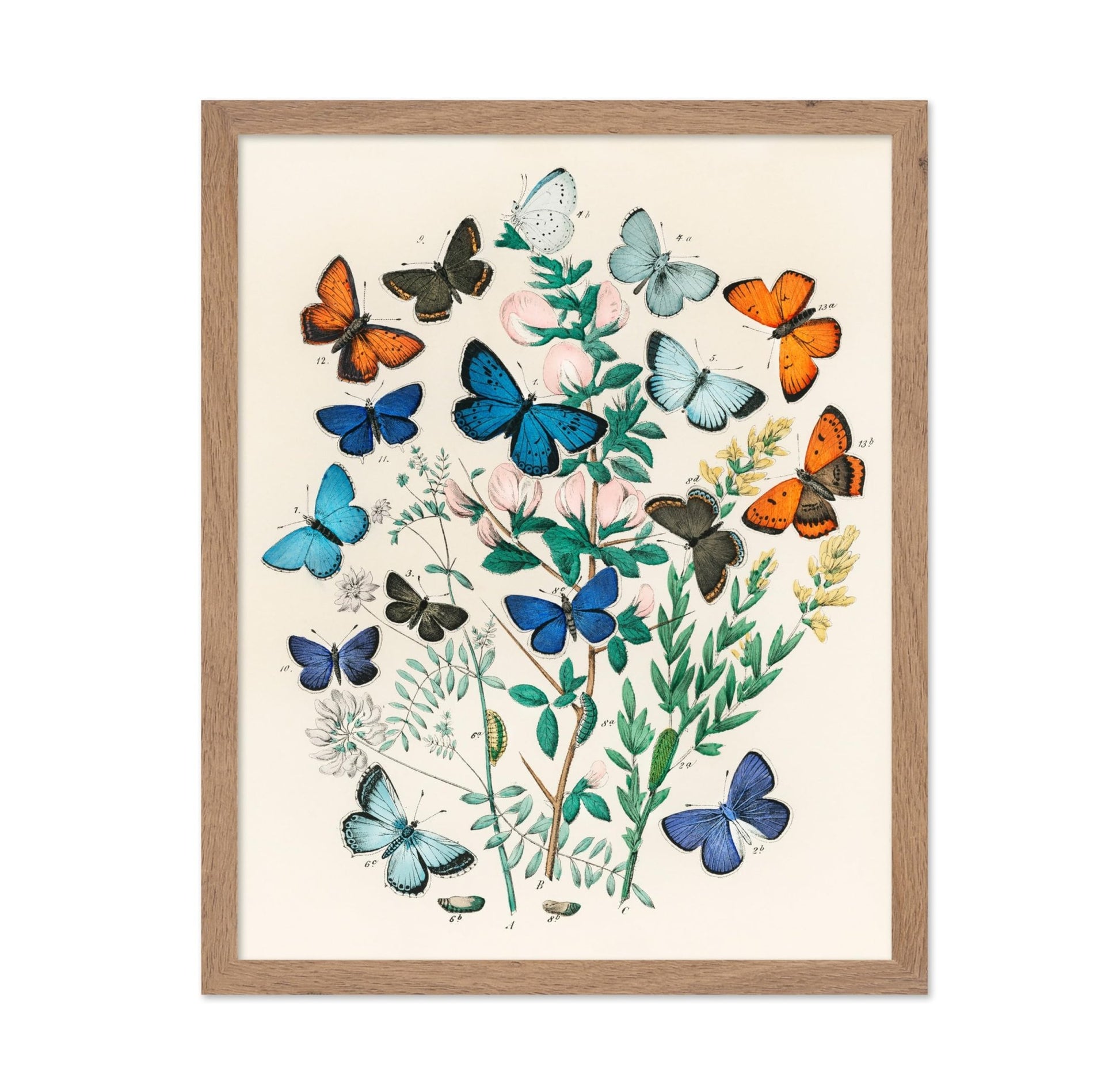 William Forsell Kirby - European Butterflies and Moths