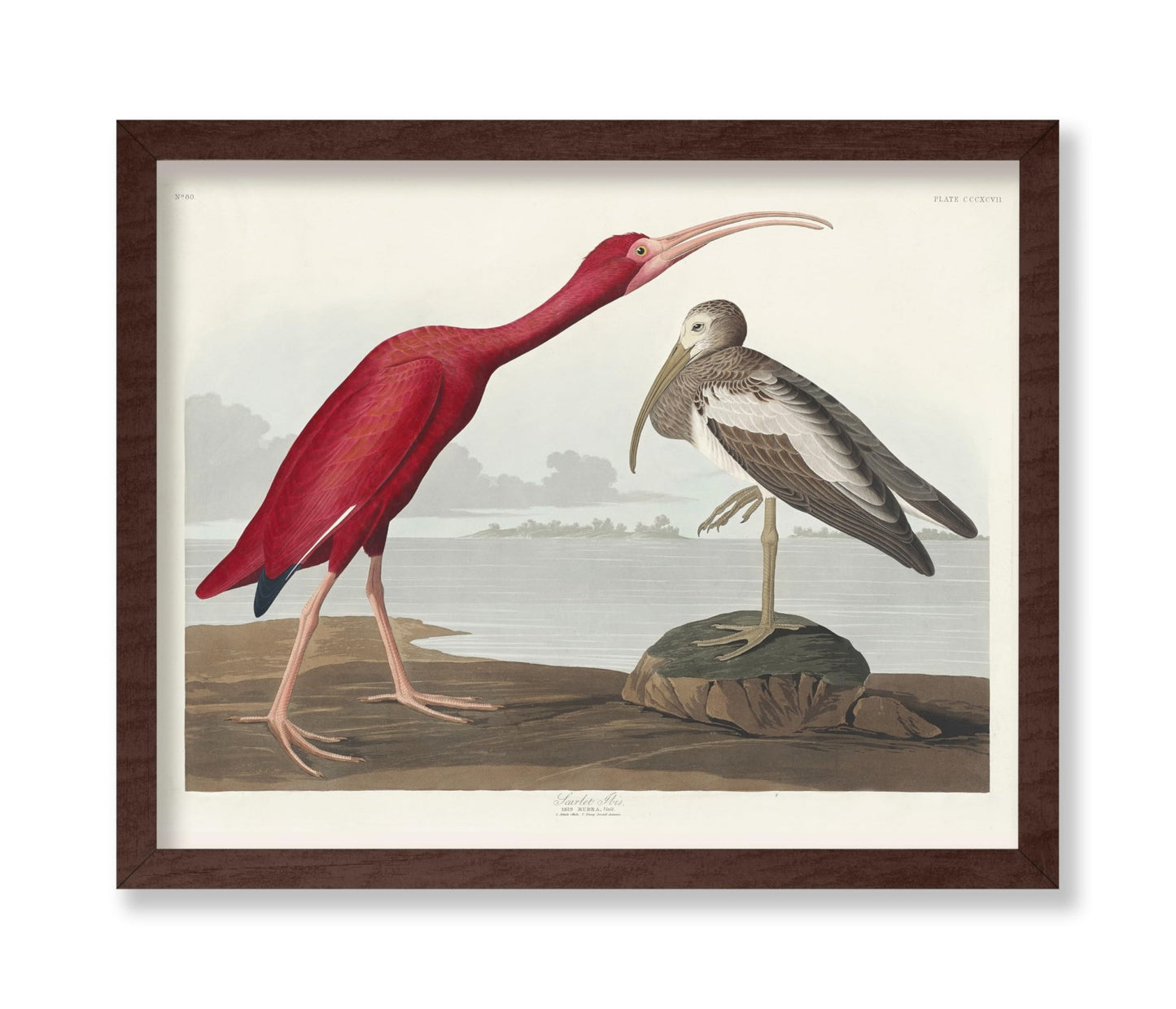 John James Audubon - Scarlet Ibis