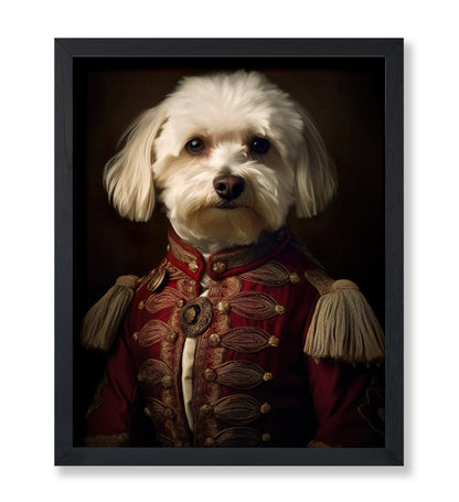 Aristocratic Havanese