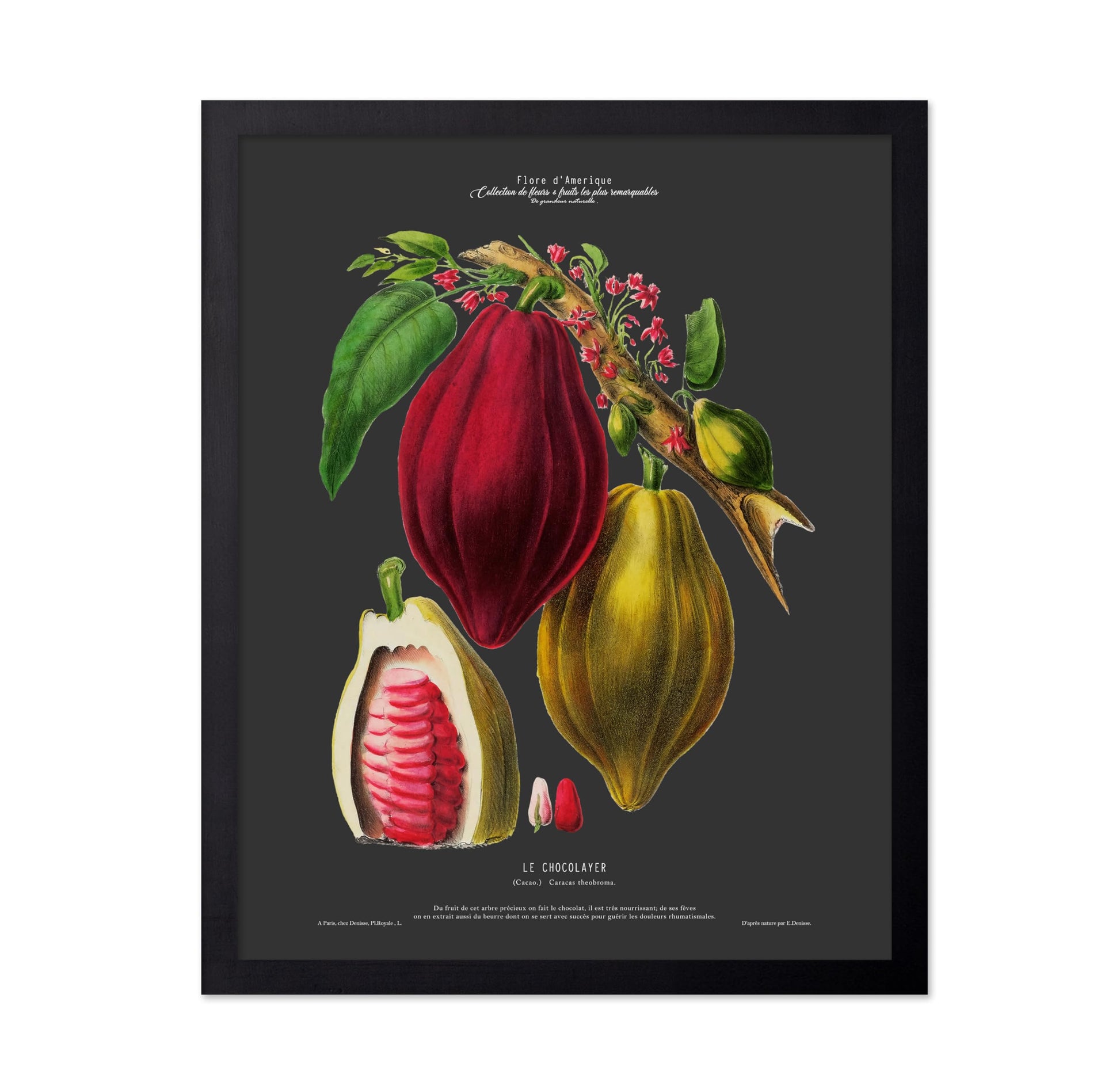 Cocoa Bean No2