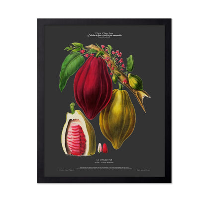 Cocoa Bean No2