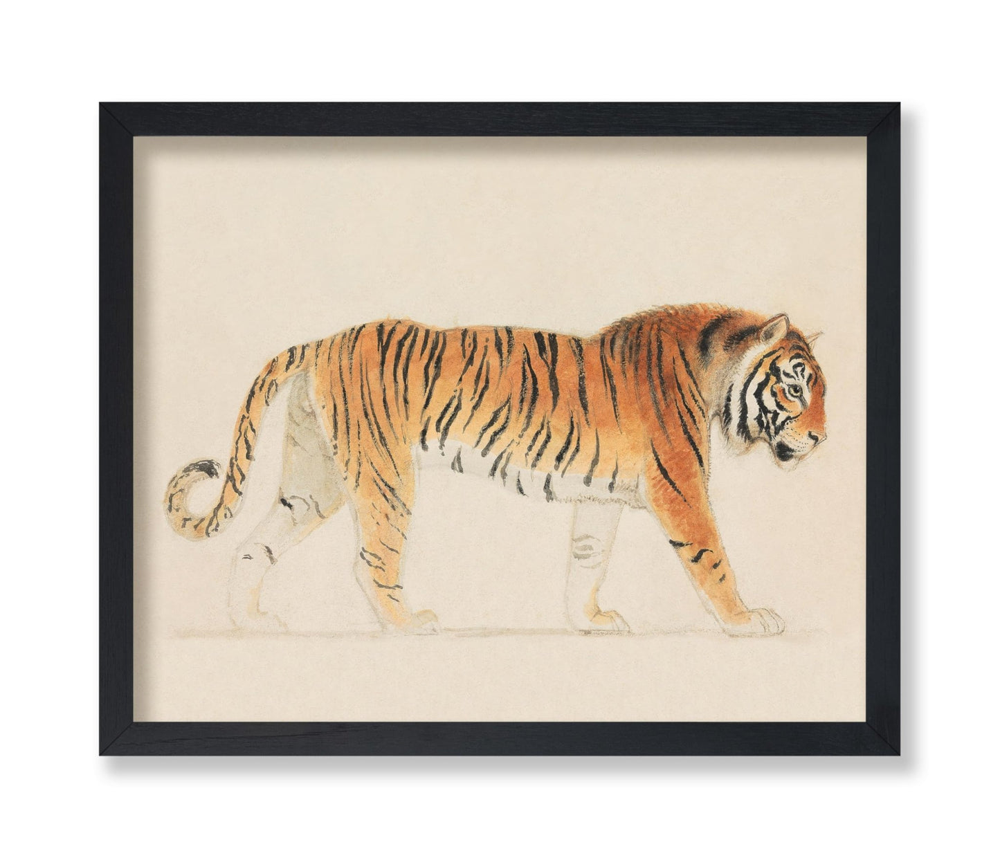 Thomas Stothard - A Tiger