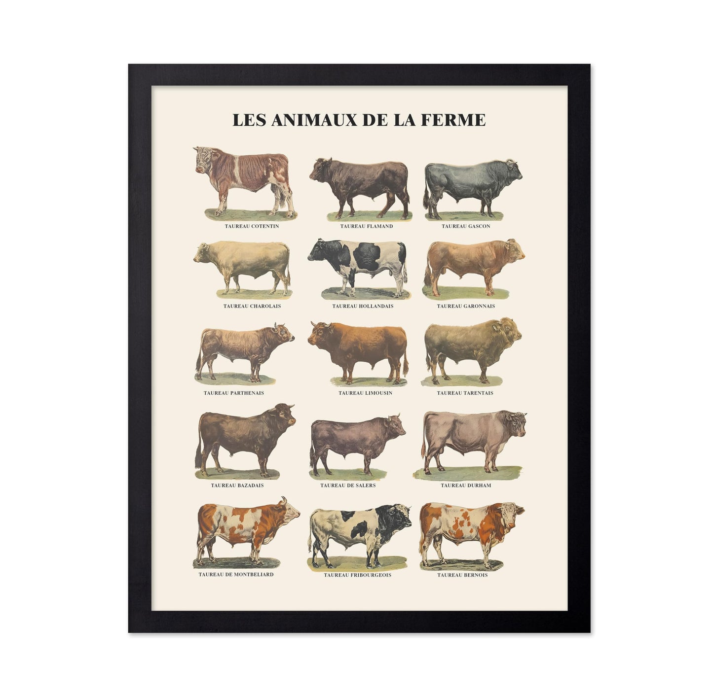 Farm Animals