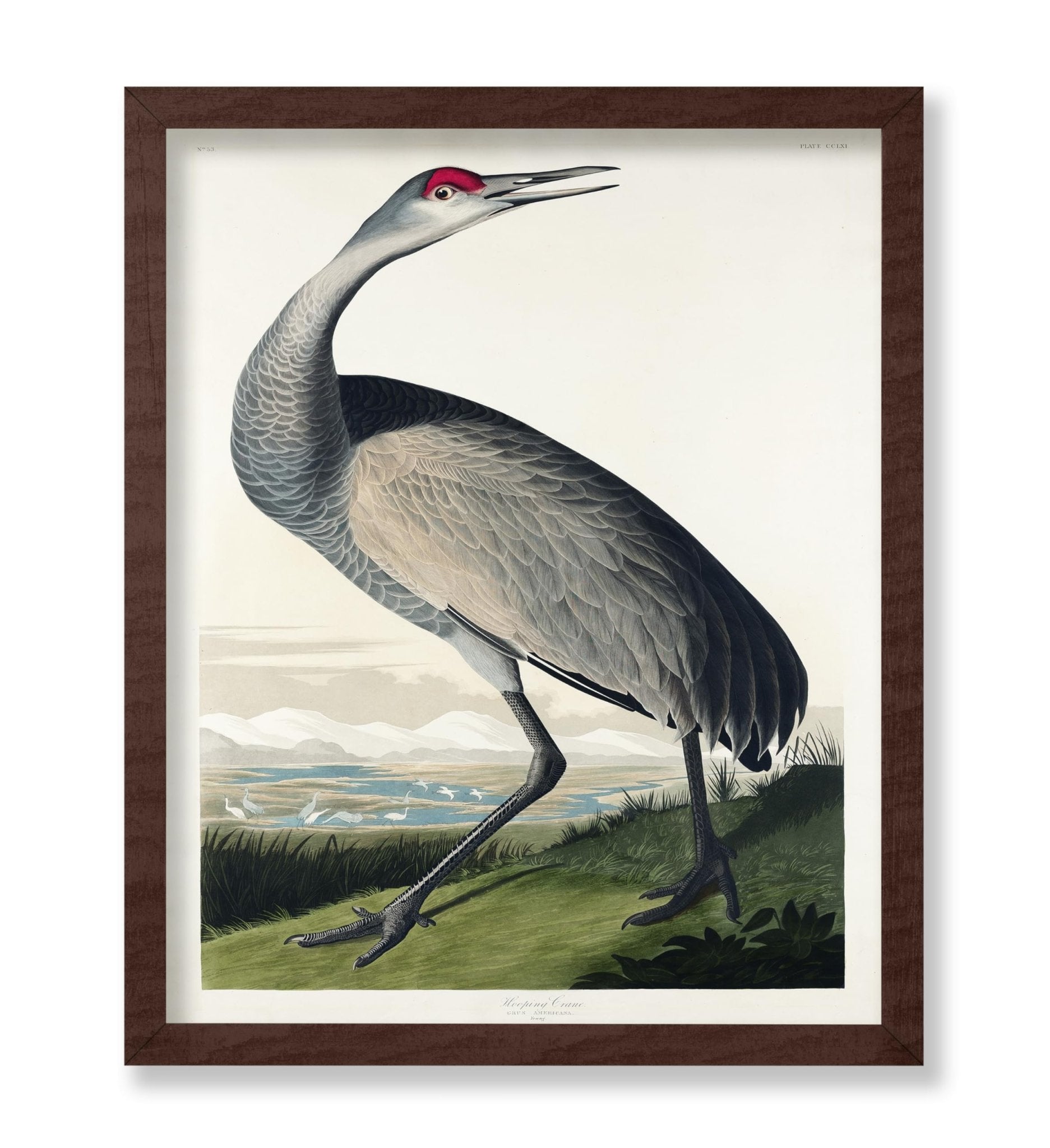 John James Audubon - Whooping Crane No1