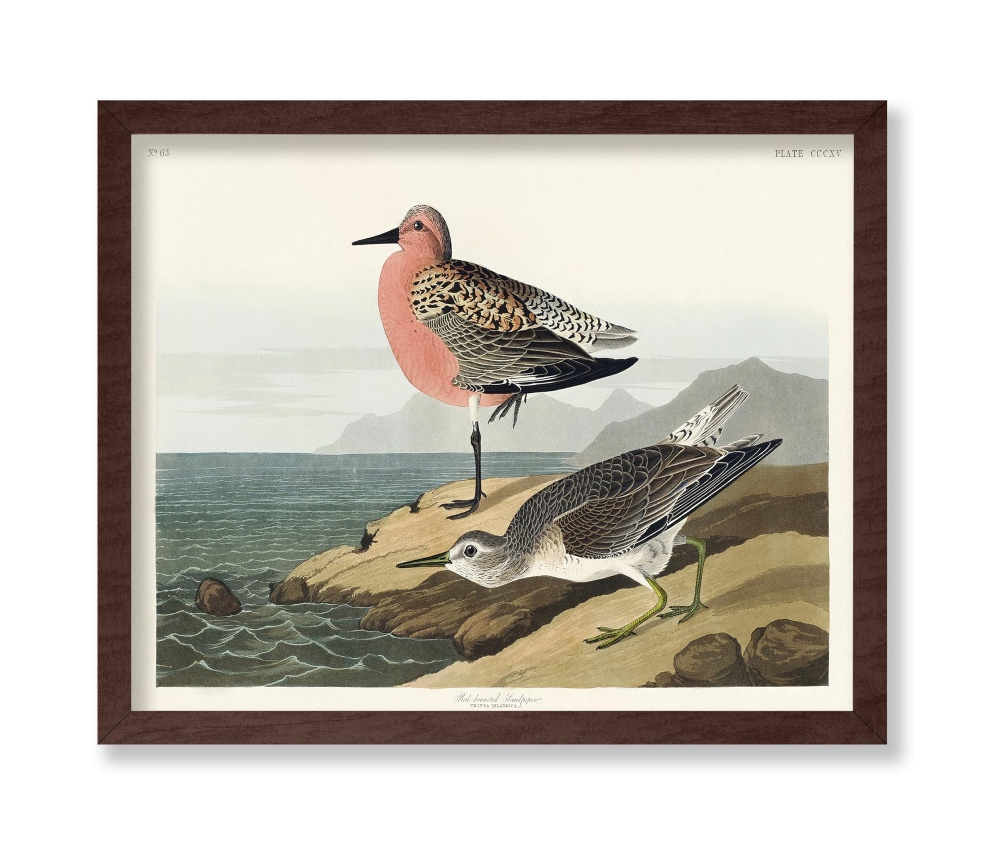John James Audubon - Red Breasted Sandpiper
