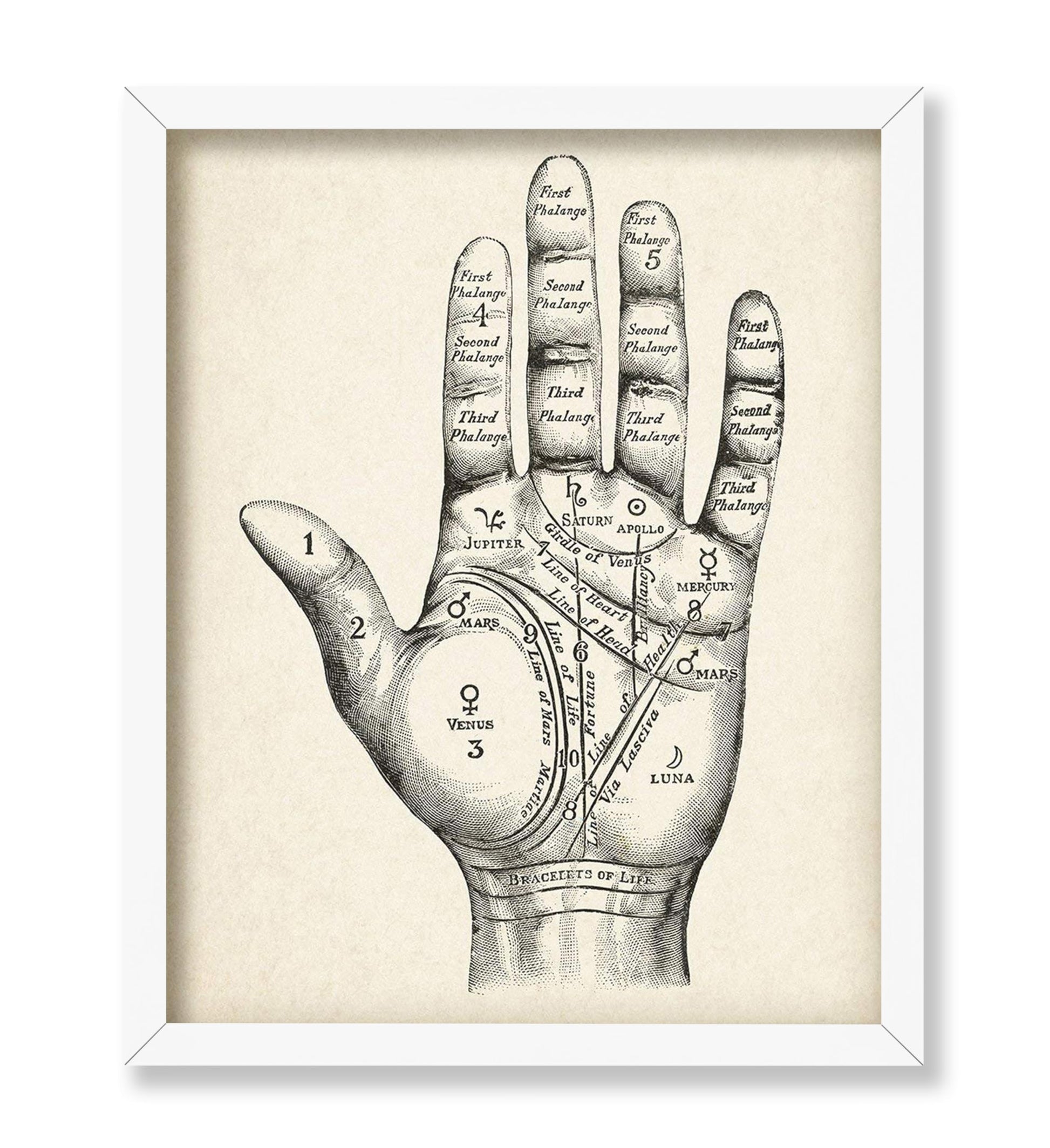 Palmistry