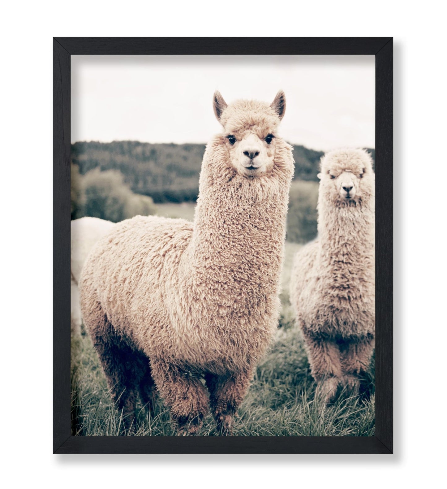 Alpaca