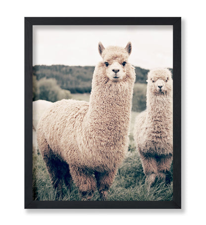 Alpaca
