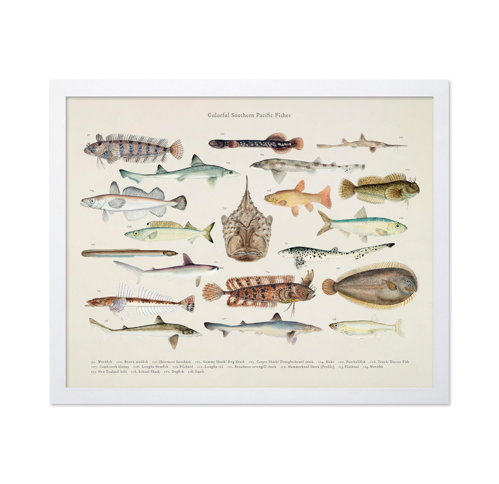 Southern Pacific Fishes No6