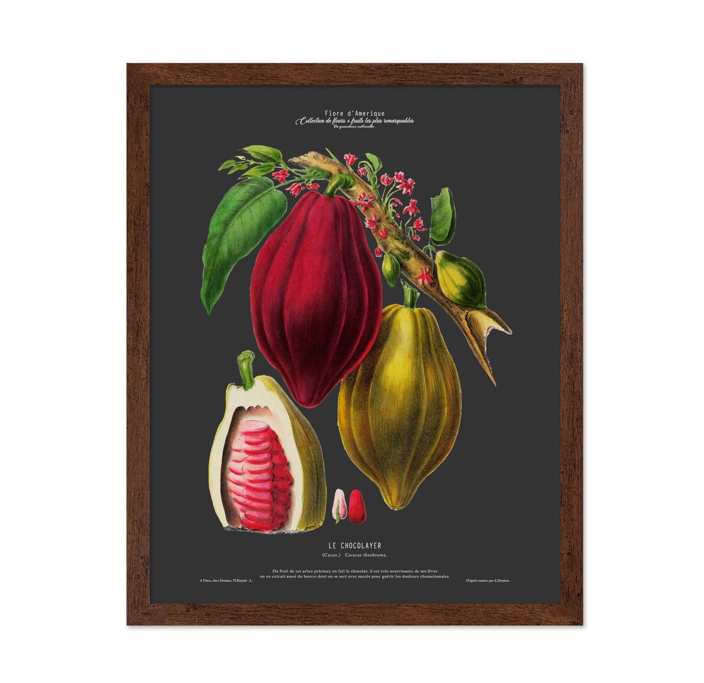 Cocoa Bean No2