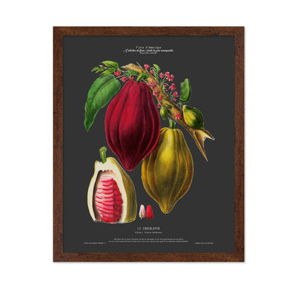 Cocoa Bean No2