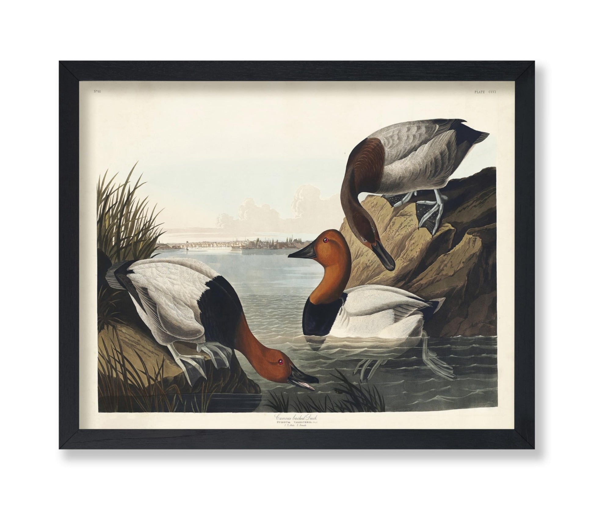 John James Audubon - Canvas backed Duck