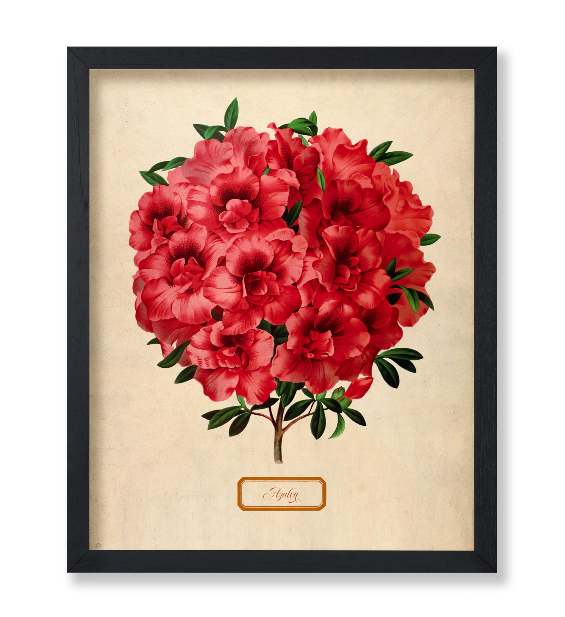 Flowers of the Greenhouses - Azalea