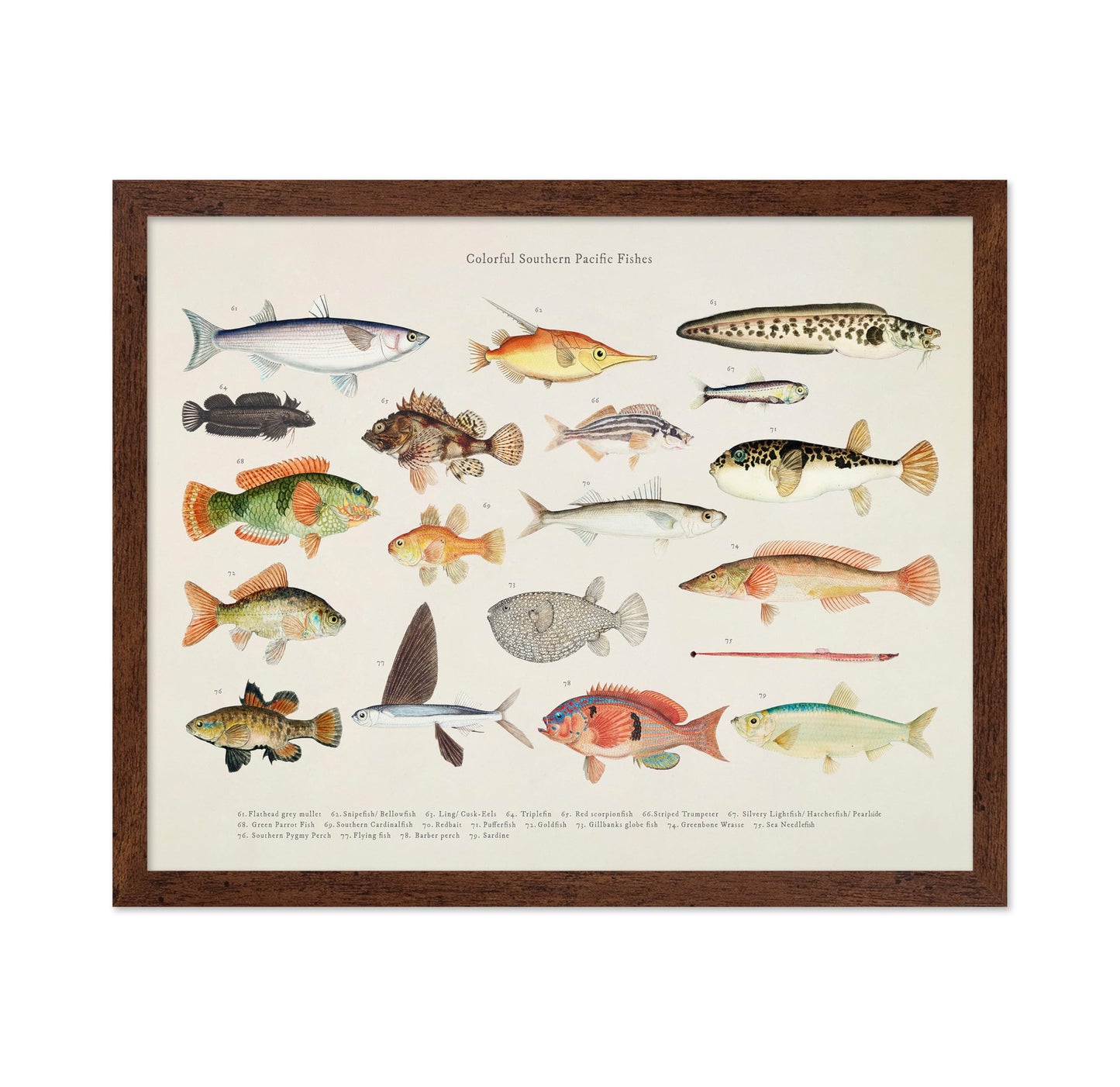 Southern Pacific Fishes No4