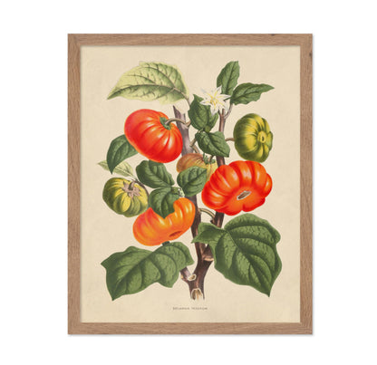 Flowers of the Greenhouses - Solanum Texanum