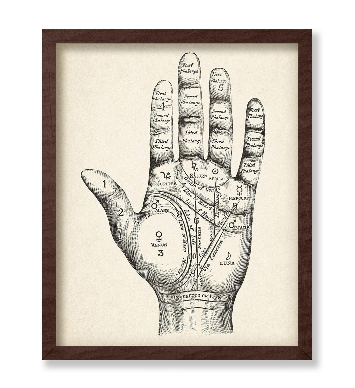Palmistry