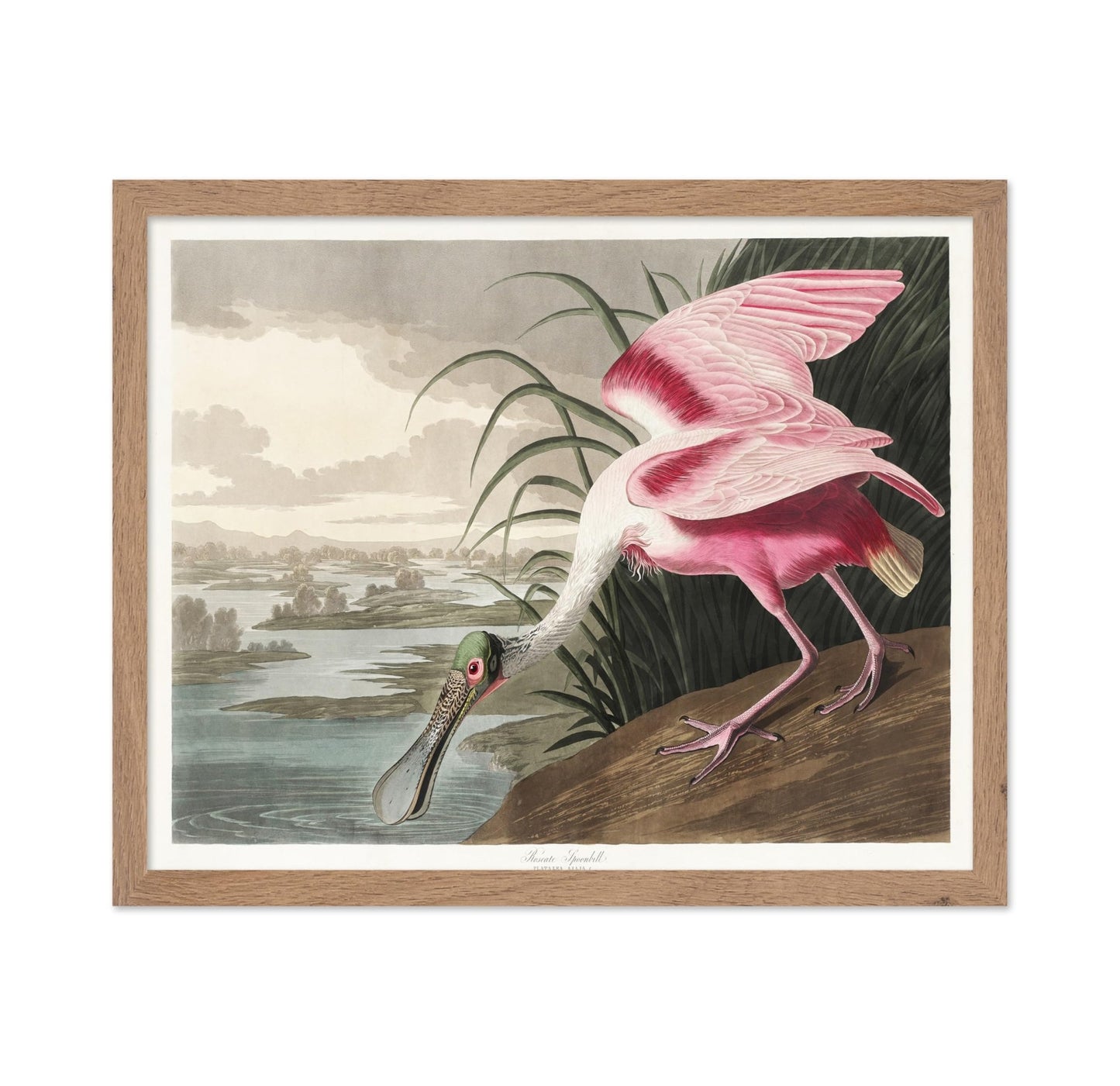 John James Audubon - Roseate Spoonbill