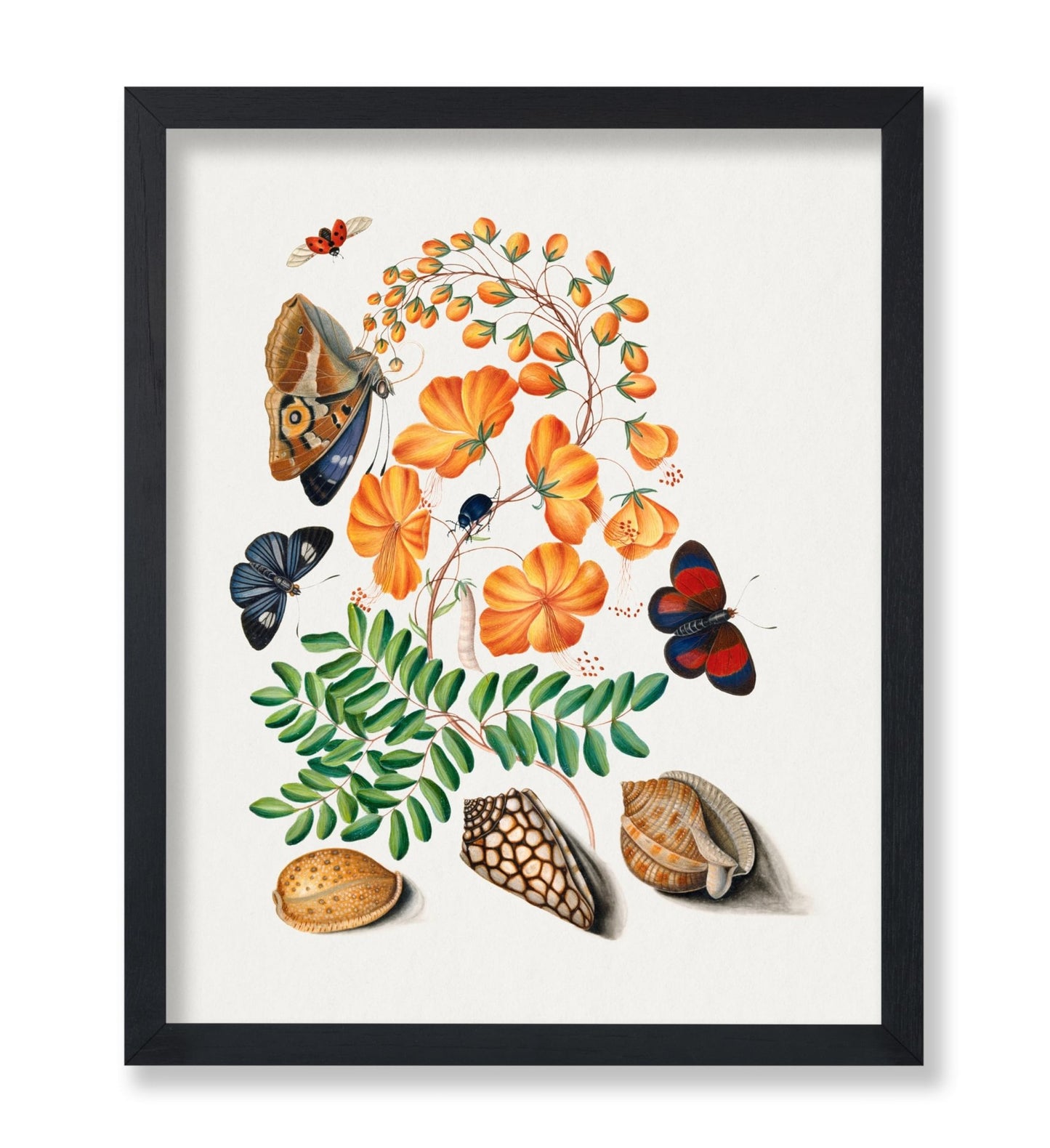 James Bolton - Caesalpinoid Legume Beetle Shell