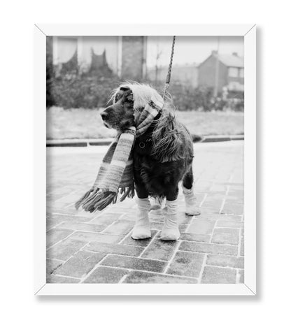 Dog Dressed for Winter