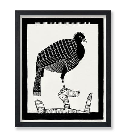 Pauwies Bird