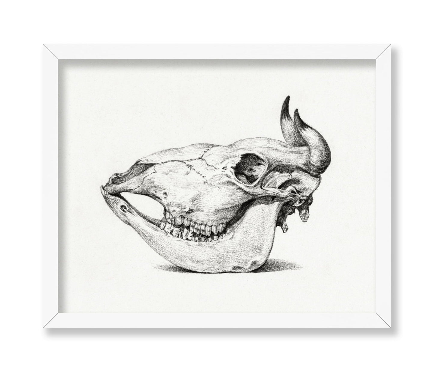 Cow Bone