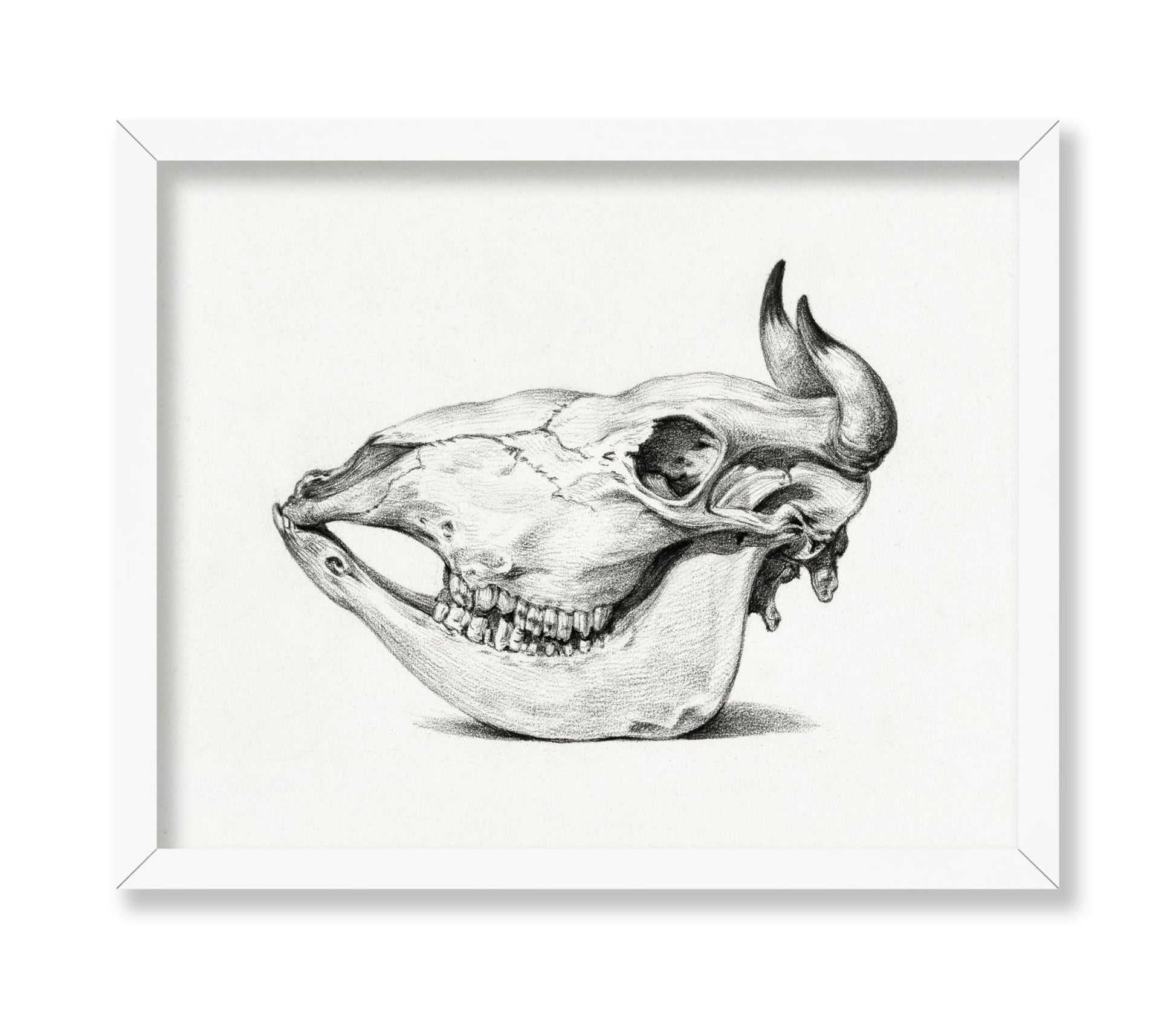 Cow Bone