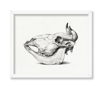 Cow Bone
