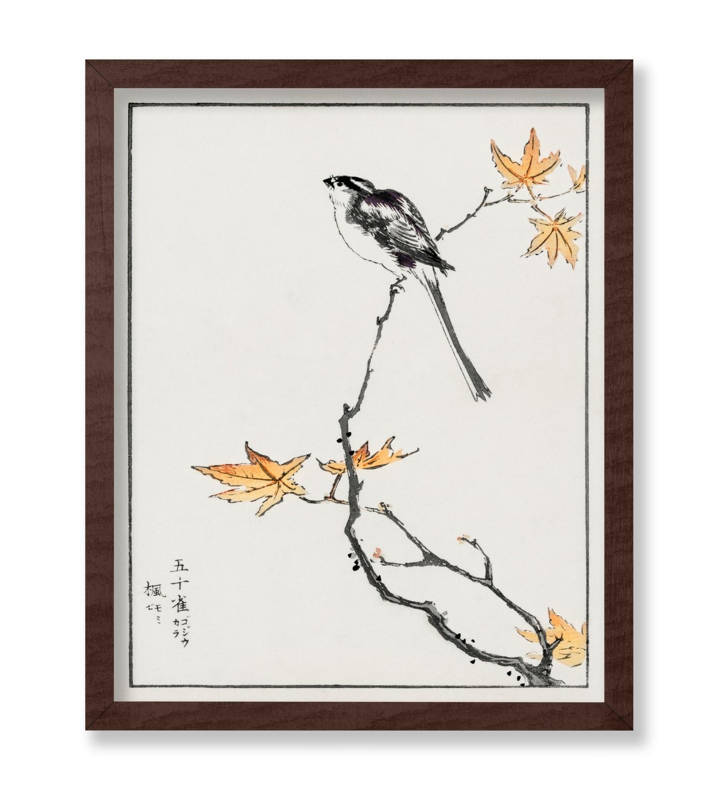 Long-Tailed Tit and Maple Tree