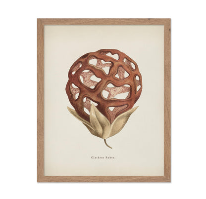 Latticed Stinkhorn