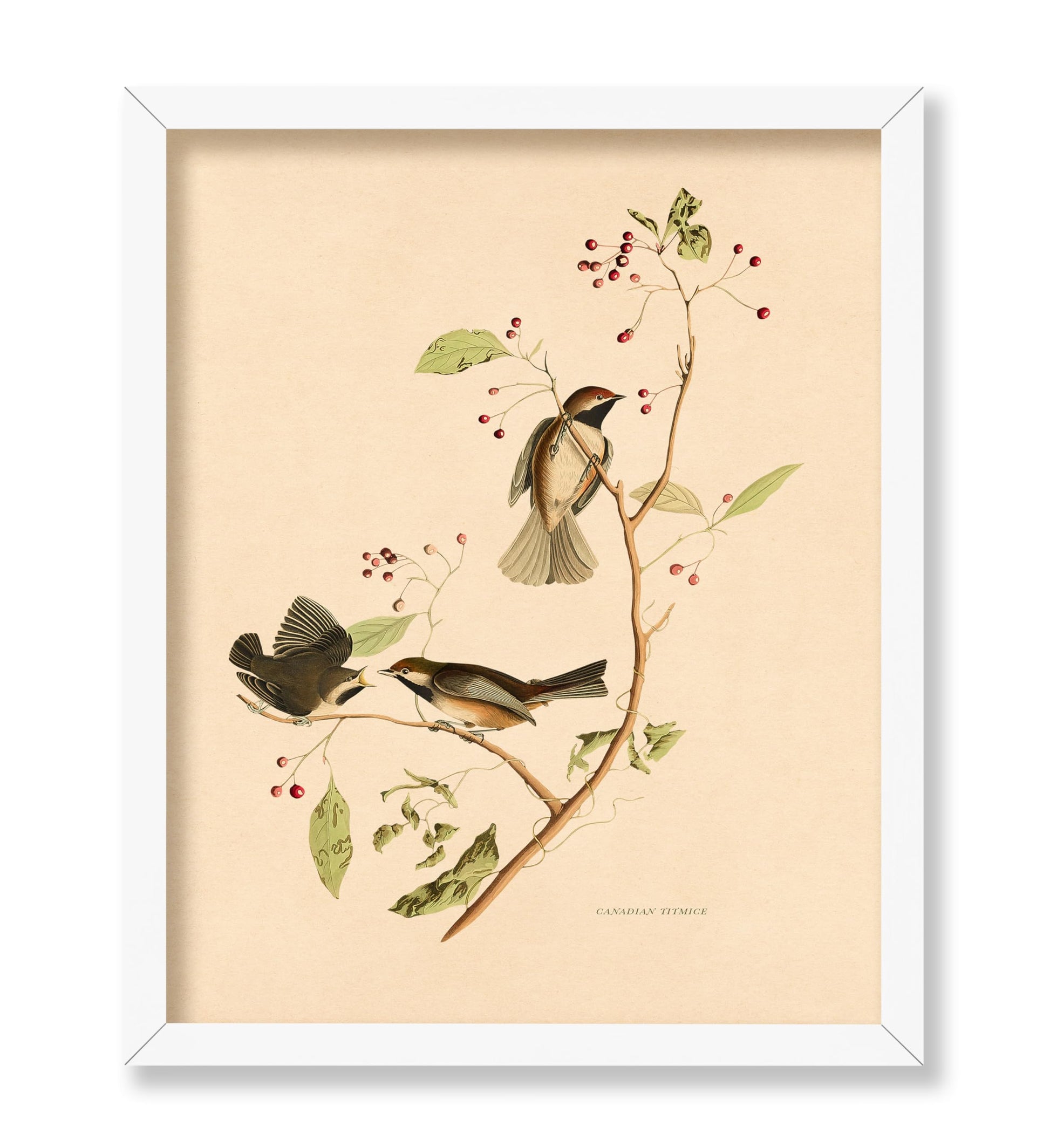 John James Audubon - Canadian Titmouse