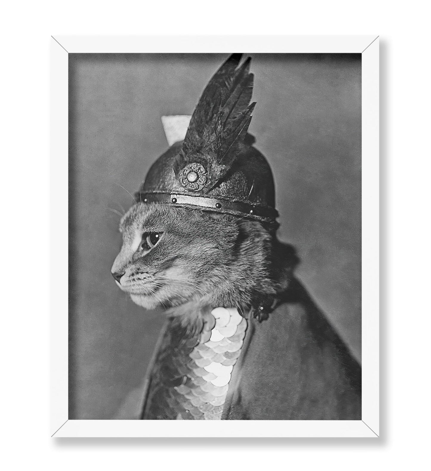 Brunnhilde The Cat
