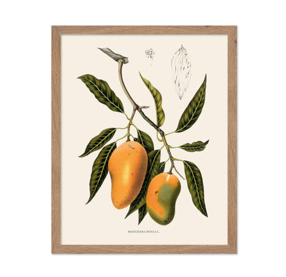 Mangifera Indica