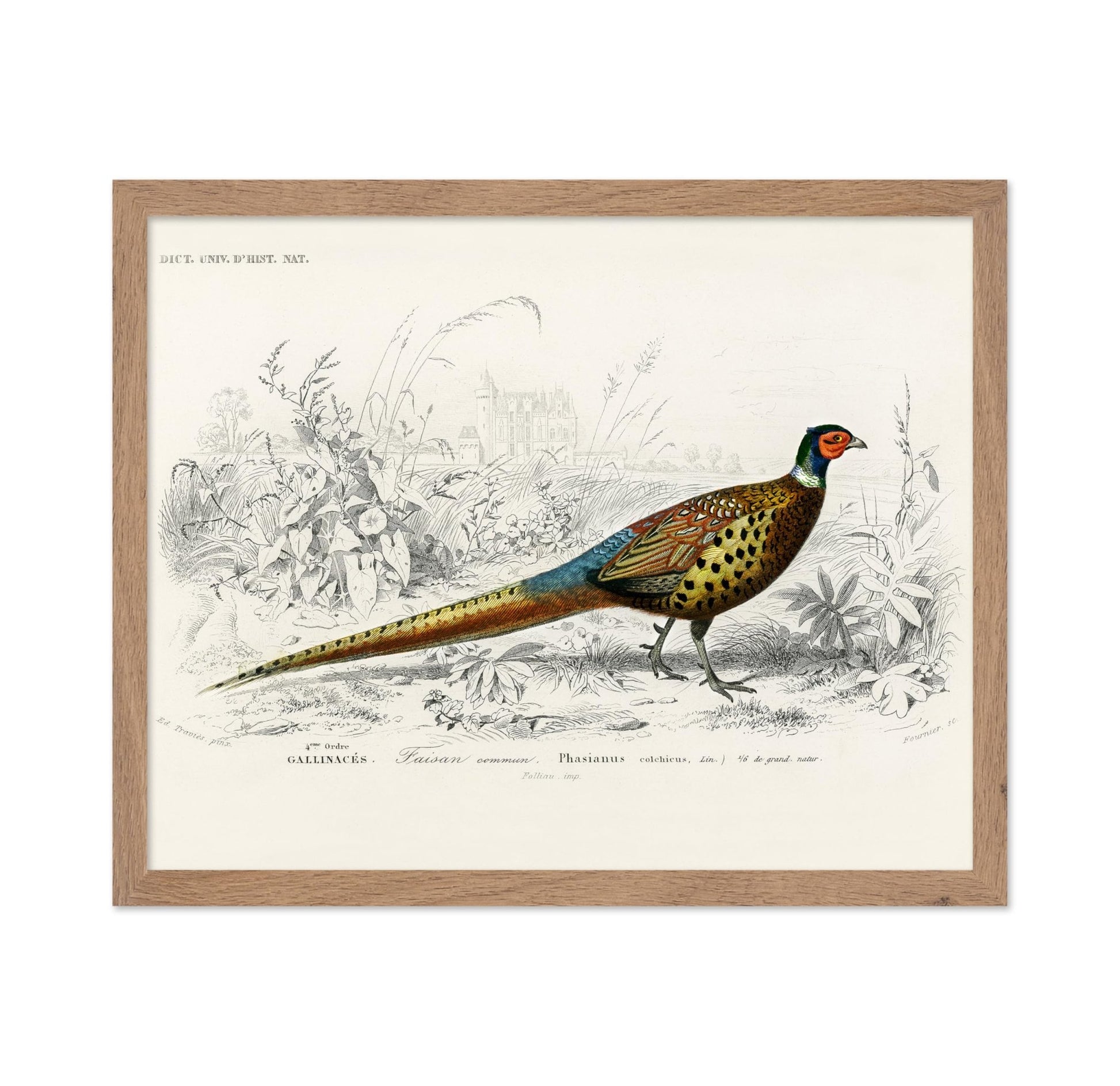 Ring Necked Pheasant