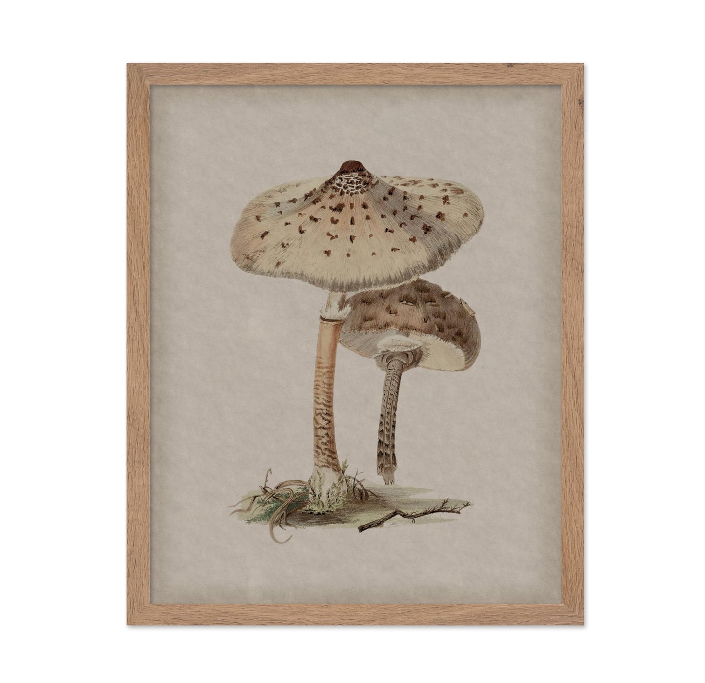 Parasol Mushroom