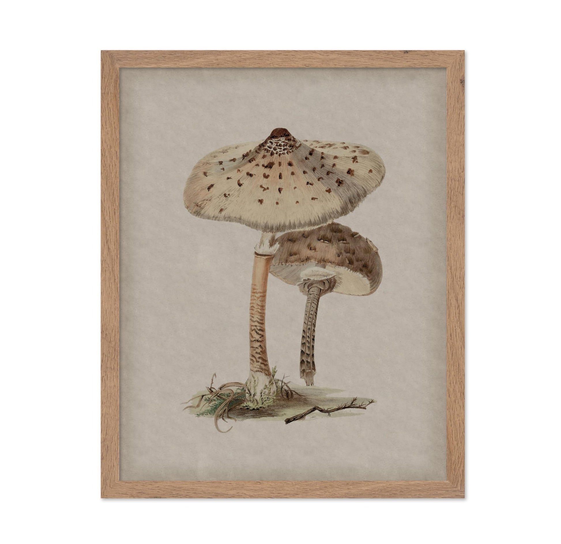 Parasol Mushroom