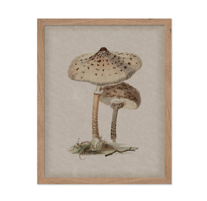 Parasol Mushroom