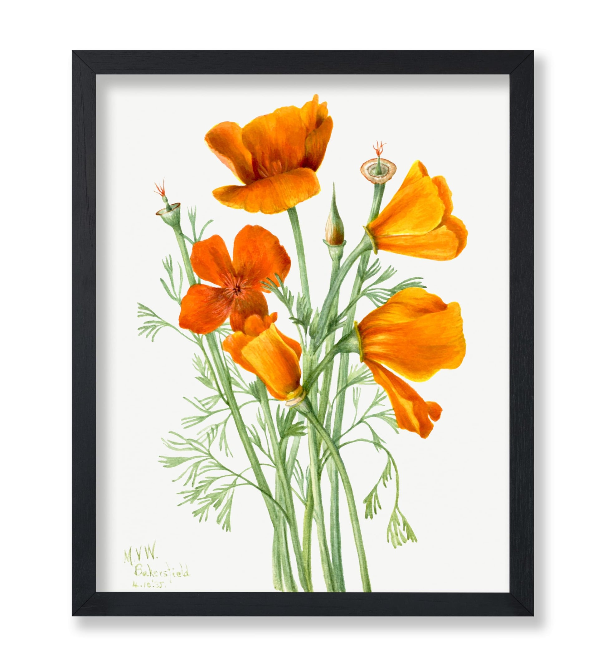 California Poppy