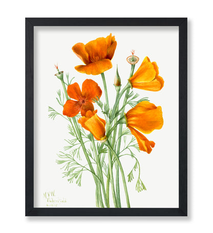 California Poppy